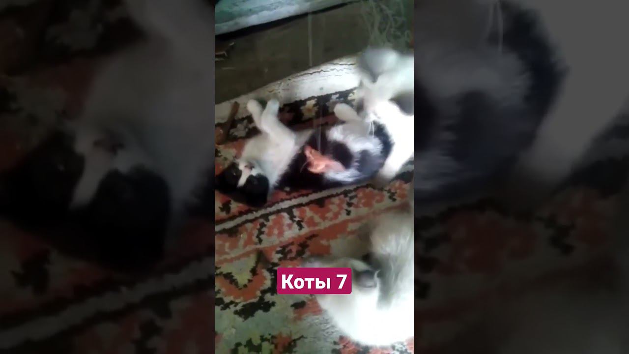 коты 7 смотреть онлайн