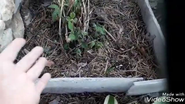 Дачные хитрости. Моя клумба возле крыльца смотреть онлайн