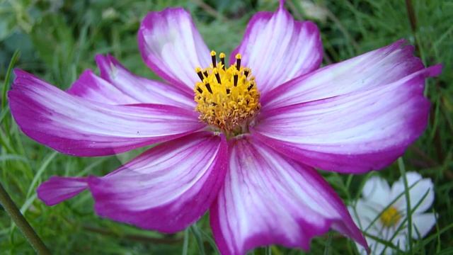 Космея - хрупкая мечта небес осенних... смотреть онлайн