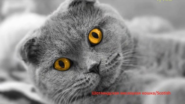 10 Самых Красивых Пород Кошек в Мире / Top 10 Most Beautiful Cat Breeds In The World смотреть онлайн