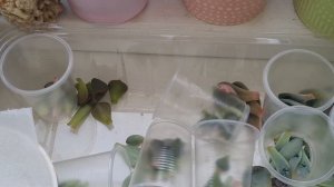 как выращивать суккуленты из листа.