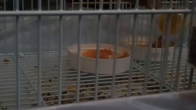 Поведение канареек. Канарейки. смотреть онлайн