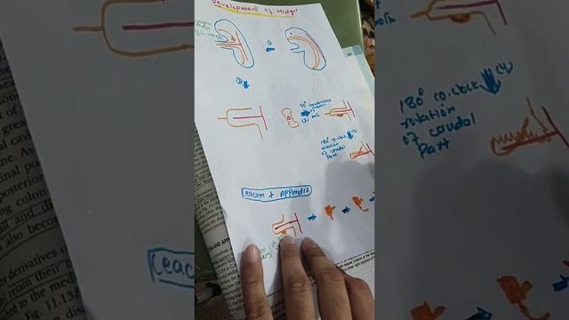 COMPLETE DEVELOPMENT OF MIDGUT |GIT DEVELOPMENT PART6| #mbbs #embryology смотреть онлайн