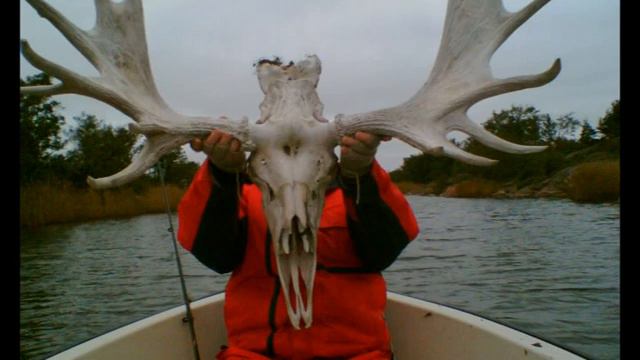 Bad Moon Rising - harmonica instrumental смотреть онлайн