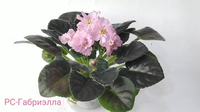 РС-Амадеус.РС-Визирь.РС-Габриэлла.РС-Джекпот.РС-Иоланта. смотреть онлайн