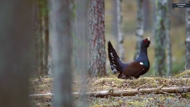 География - 9 класс - Белоруссия смотреть онлайн