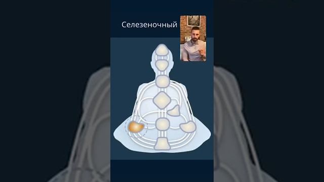 Селезёночный центр и авторитет. Открытый/Закрытый центр. Как работает спонтанность в Human Design смотреть онлайн