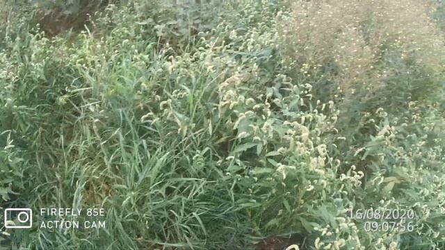 Охота на коростеля с Русским Спаниелем 2. Охота со спаниелем. смотреть онлайн