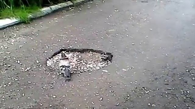 Голубь с хлебушком на шее... смотреть онлайн