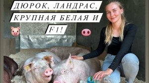 Привезла племенное поголовье с СГЦ! Как, откуда и за сколько можно приобрести породистых свиней!