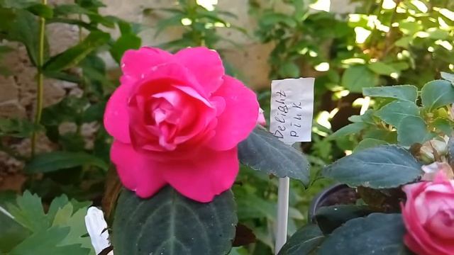 Бальзамин Delight Pink