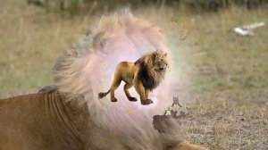 Викторина для детей 3-5 лет Дикие животные