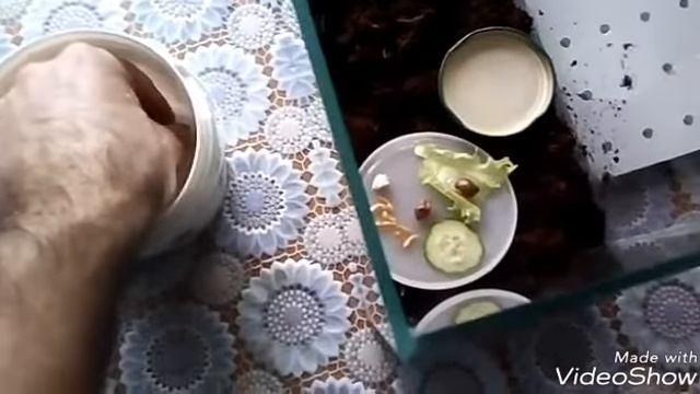 Аквариум для Ахатин смотреть онлайн