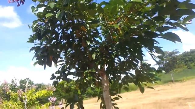 Khmer Vegetable 22.Coral Tree.Erythrina Orientalis смотреть онлайн