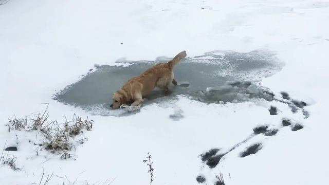 Золотистый ретривер. Апрельское купание смотреть онлайн