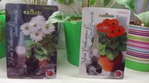 ГЕРБЕРА ИЗ СЕМЯН  ЧЕРЕЗ ГОД ОТ ПОСЕВА??/МОЙ ОПЫТ ?