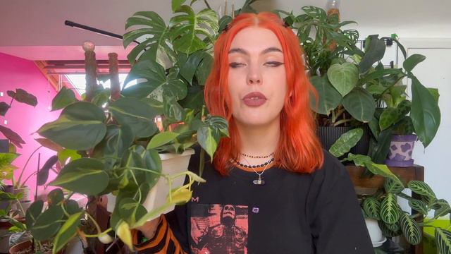 Plants for beginners! (That’s aren’t snake and ZZ plants) 🌿 смотреть онлайн