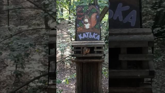 Катькина Горка, место белочек смотреть онлайн