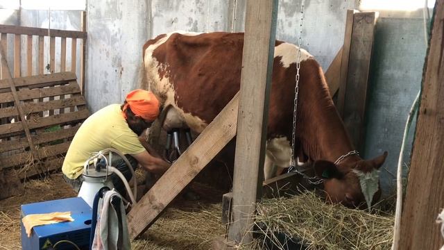 С Добрым утром без формата! Дойка коровы Девятки. смотреть онлайн