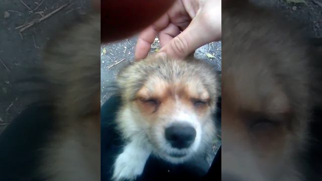 мед станица Мишкино мед Ростов на Дону 26 смотреть онлайн