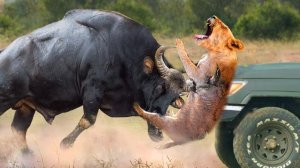 Сумасшедшие Случаи с Буйволами, Снятые на Камеру