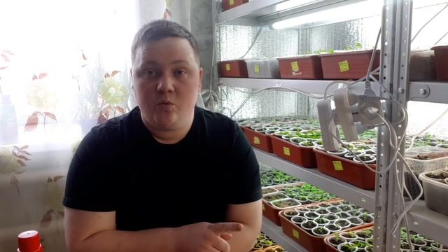 ПЕТУНИЯ по дням!//Все секреты от А до Я! смотреть онлайн