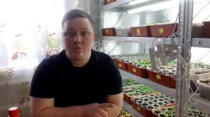 ПЕТУНИЯ по дням!//Все секреты от А до Я!