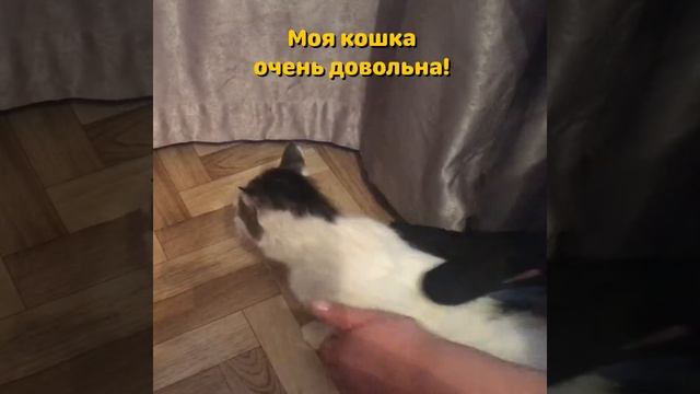 Чудо перчатка для вычесывания шерсти ваших питомцев кошек собак кроликов