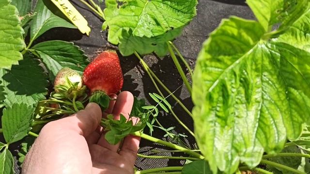 Начала зреть земляника! Первая ягода ! Омск, 12.06.2021 смотреть онлайн
