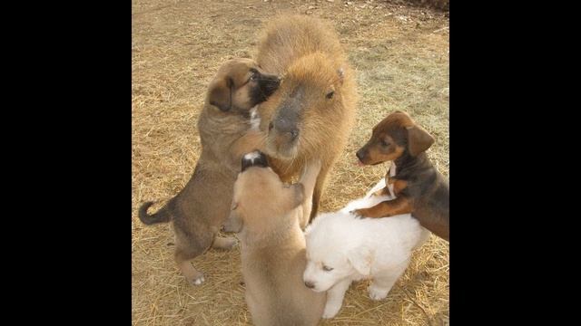 Миф или Правда? Капибара и морская свинка! Capybara and guinea pig! смотреть онлайн