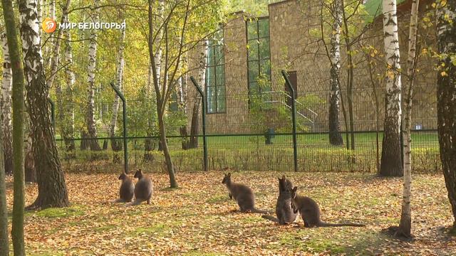 В белгородском зоопарке снова пополнение смотреть онлайн
