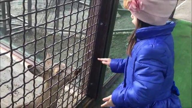 Животные Сафари Парк Геленджик Animals #зоопарк смотреть онлайн