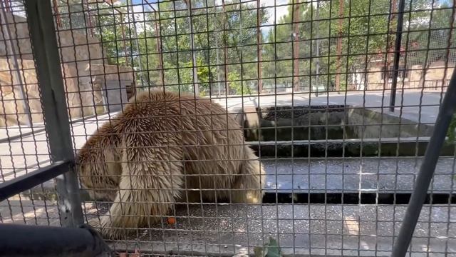 С НОЖОМ НА МЕДВЕДЯ! СТРАШНЫЕ УЛИТКИ! ЛАЙФХАК ДЛЯ ОХОТНИКА! ТАКОГО вы точно НЕ ВИДЕЛИ! Тайган смотреть онлайн