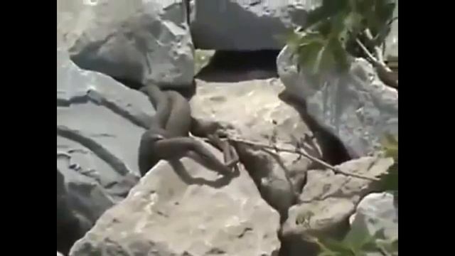 Как поймать змею руками и как ловят другие смотреть онлайн