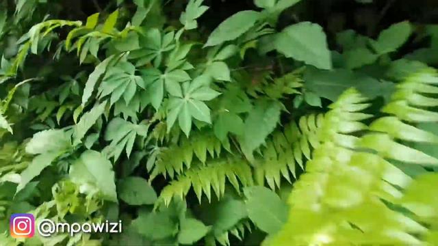 BERBURU TANAMAN CALATHEA DI PINGGIR JALAN || Hunting Calathea At Underbrush