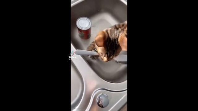 Time To Do Some sketchy Shit | TikTok Pets смотреть онлайн