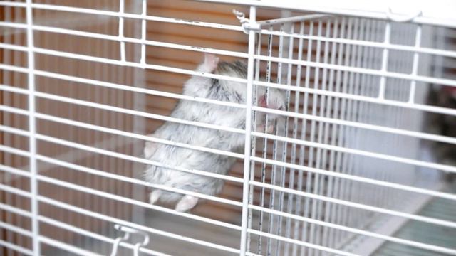 Hamsters' St. Valentine's Day! День святого Валентина у хомячков! смотреть онлайн