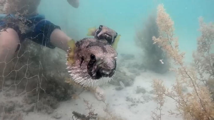 Верная рыбка, которая не оставила своего друга в беде смотреть онлайн