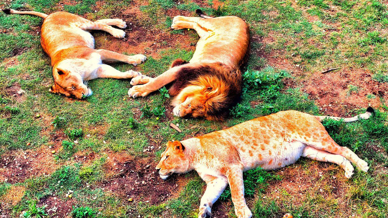 Парк Львов ТАЙГАН - реальная ОБСТАНОВКА. Пещера ТАВРИДА эксклюзивные кадры. БЕЛАЯ СКАЛА Чудо КРЫМА. смотреть онлайн