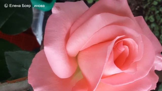 РОЗЫ 2017 г. смотреть онлайн