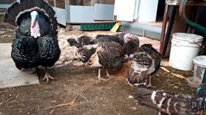 индюки северо-кавказкая бронза