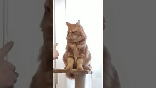 Поиграем!!! смотреть онлайн