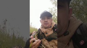 Как приучить собаку не бояться выстрела