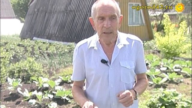 Земляника Фестивальная ромашка. Оценка огородника