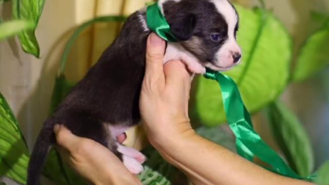 Сальса - 3 недели. @user-br8zb3wp7l