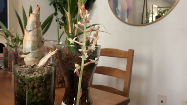 January 2019 Orchid Collection Update: Semi-Hydroponics смотреть онлайн