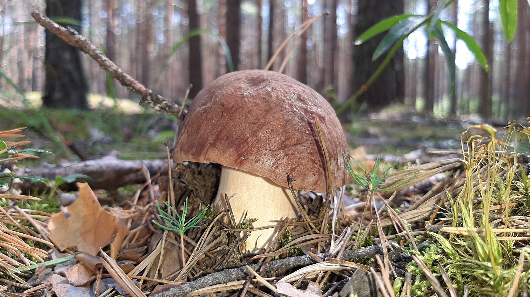 В ЛЕС ЗА БЕЛЫМИ ГРИБАМИ! Сбор красивых ЦАРСКИХ грибов в красивом лесу Томской области. смотреть онлайн