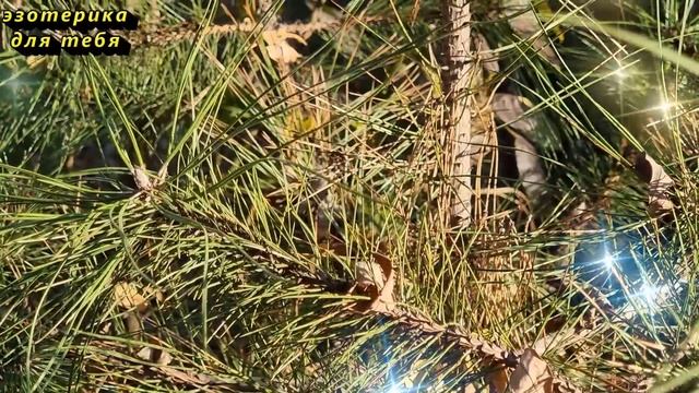 Сегодня 26 сентября крайне важный день, скажите одну фразу. Послание Архангела Михаила. Лунный день смотреть онлайн