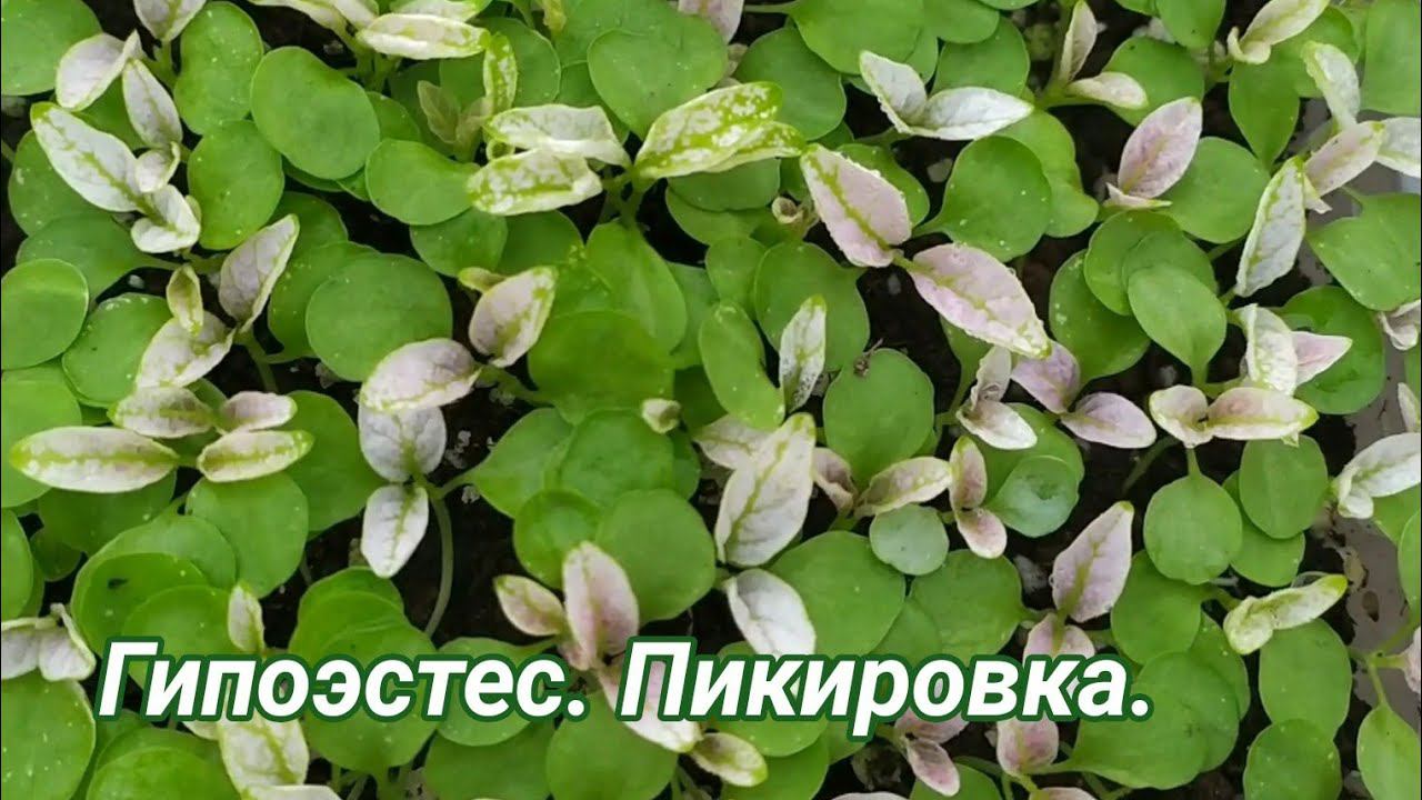 Гипоэстес. Где купить семена? Пикировка, условия содержания. смотреть онлайн