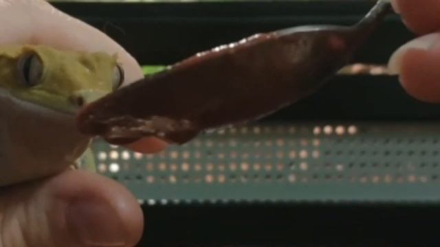 Реснитчатый бананоед ест пюре repashy смотреть онлайн